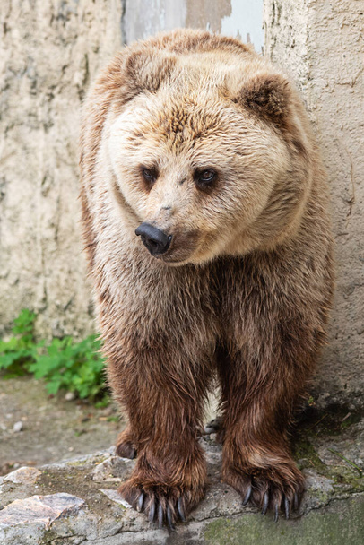 Hayvanat bahçesindeki büyük kahverengi ayı. - Fotoğraf, Görsel