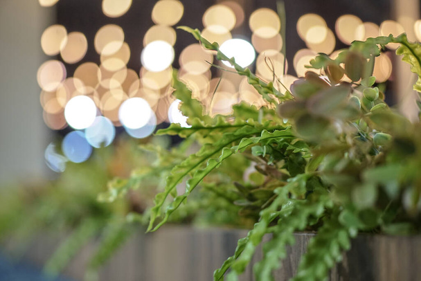 Decorative plants in a cafe or restaurant. Flowerpot on a background of beautiful bokeh. Stock photo for design. - Photo, Image