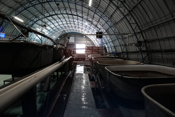 Εργαστήριο για την παραγωγή οξύρυγχου ψαριού και χαβιαριού. Βιομηχανικό θέμα για τις επιχειρήσεις. Απόθεμα φόντου φωτογραφιών - Φωτογραφία, εικόνα