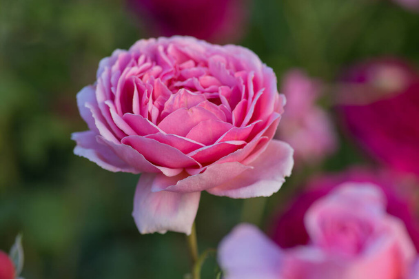 Розовая роза в английском саду. Розовый розовый фон. Английская роза в саду - Фото, изображение