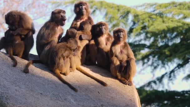 Close up of Bleeding heart monkey group sitting on a rock on a sunny day - Felvétel, videó