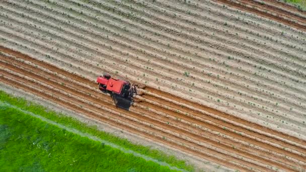 Spudding suelo alrededor de las plantas hortícolas agrícolas utilizando un tractor y maquinaria agrícola, vista diagonal superior aérea
 - Metraje, vídeo