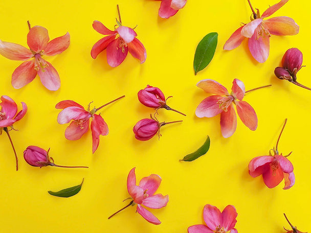 magnolia flower on a colored background - Foto, Bild