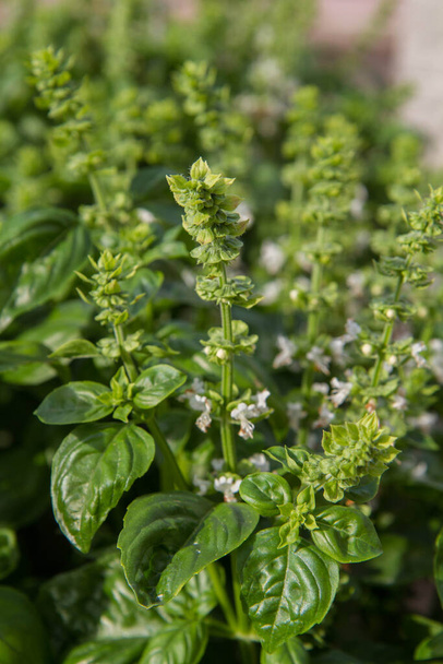 Basil growing in a garden, blooming flowers visible - Photo, image