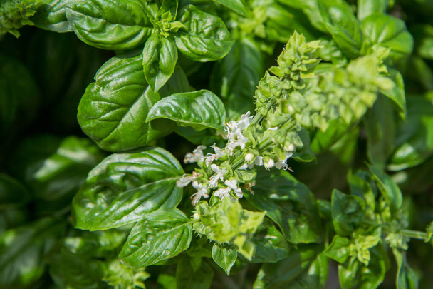 Basil growing in a garden, blooming flowers visible - Фото, изображение