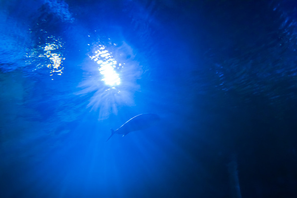 Underwater light - Photo, Image