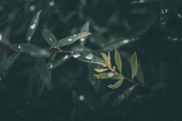 Bitkinin yeşil yapraklarına yakın çekim yağmur damlaları düşer. - Fotoğraf, Görsel