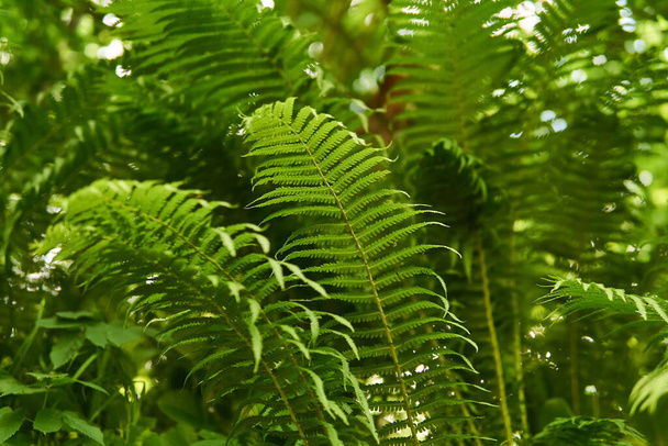 view of fern thickets from the point of view of a forest mouse - from bottom to top - Photo, Image