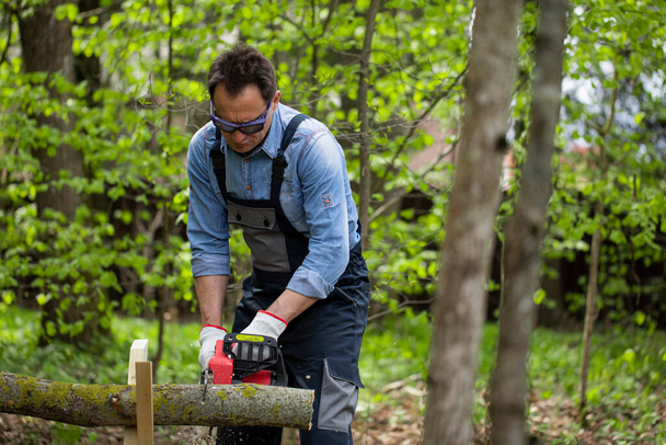 man in overalls saws wood with chain saw using sawhorse in woodland - Photo, Image