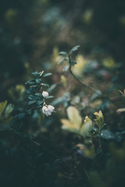 Ormanda açan küçük beyaz yaban mersini çiçekleri. - Fotoğraf, Görsel