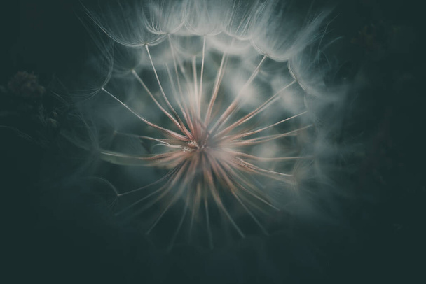 летний цветок одуванчика в крупном плане на темном фоне
 - Фото, изображение