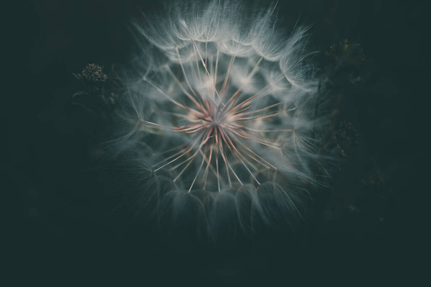 letni kwiat mniszka lekarskiego w zbliżeniu na ciemnym tle - Zdjęcie, obraz
