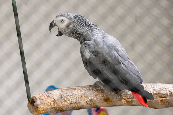 Detail portrait of beautiful grey parrot. African Grey Parrot, Psittacus erithacus - Photo, Image