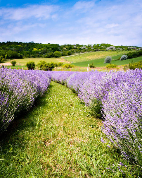 Lavender field in Koroshegy, Hungary in summer time near lake Balaton - Photo, Image