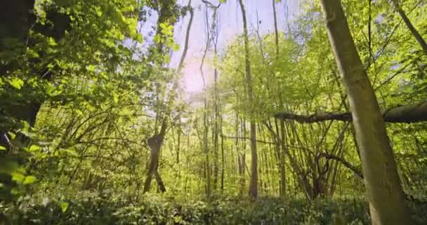 Top of Trees in Forest and Bright Sun Glare Against the Sky - 映像、動画