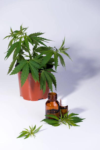 Медичний, хімічний фон з листям канабісу, пляшкою олії та молодою рослиною марихуани в горщику позаду на білому тлі
. - Фото, зображення