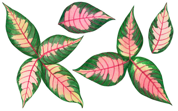 Pittura ad acquerello rosa, foglie verdi, foglia di palma isolata su sfondo bianco. set acquerello dipinto illustrazione tropicale, foglia esotica aloha per carta da parati vintage stile Hawaii Pattern.clipping percorso - Foto, immagini