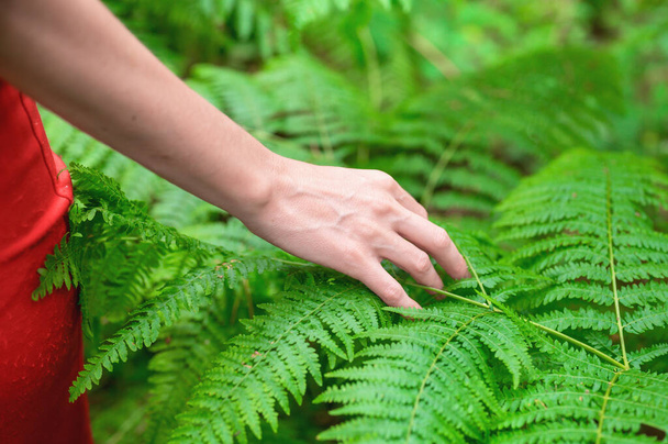 Samičí ruka, s dlouhými elegantními prsty jemně dotýká rostliny, listy kapradí. Detailní záběr neznámé osoby.  - Fotografie, Obrázek