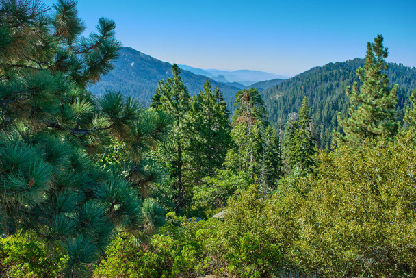 Kaliforniya, ABD 'deki Sequoia Ulusal Parkı' nda görkemli devler. - Fotoğraf, Görsel