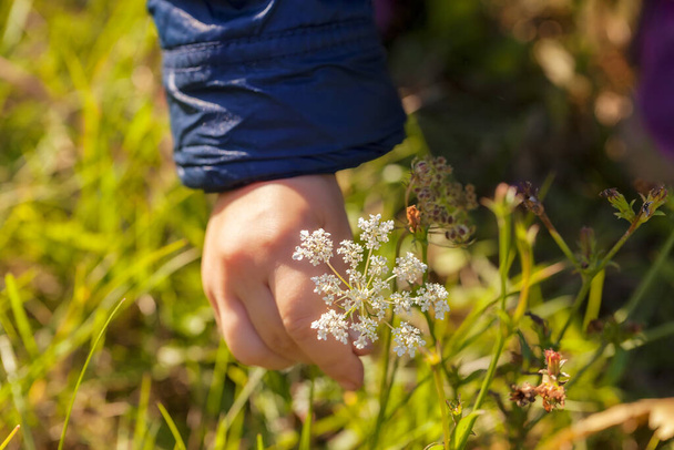 Virágszedés gyermekfogantyúval, megjegyzés: sekély mélységű mező - Fotó, kép