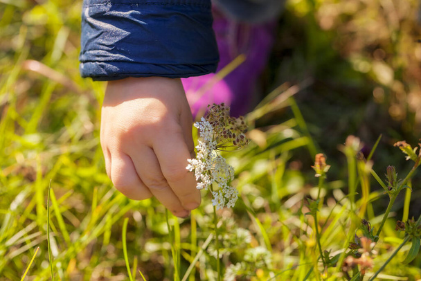 Çocuk saplı çiçek toplarken, tarlanın sığ derinliğine dikkat edin - Fotoğraf, Görsel