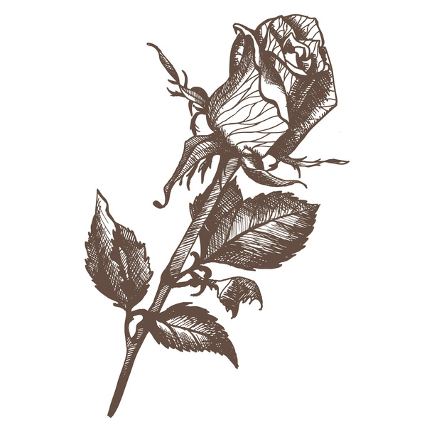 Sketch of rose - Διάνυσμα, εικόνα