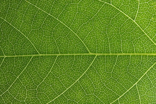 Macro green foliage background - Zdjęcie, obraz