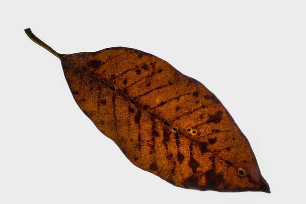 Αποξηραμένα φύλλα, λευκό φόντο - Φωτογραφία, εικόνα
