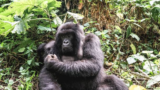 Un gorilla di montagna che allatta al seno con un bambino carino si siede nella giungla sull'erba verde in natura, tour a piedi di monitoraggio dei gorilla di pianura, Parco nazionale del Virunga in Africa, RDC, Uganda, Ruanda - Foto, immagini