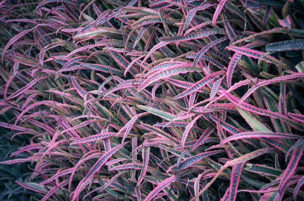 Φυσικό φόντο του όμορφου μωβ και σκούρο πράσινο Cryptanthus ή Αστέρι της Γης, Υπαίθριες φυτά με μια λωρίδα που χρησιμοποιείται για να διακοσμήσει τον κήπο. (Cryptanthus spp..) - Φωτογραφία, εικόνα