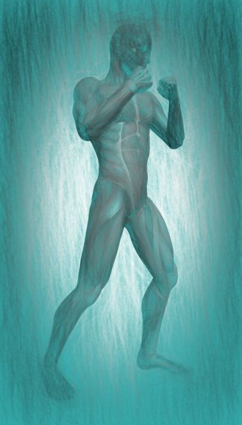 3d ilustração do corpo humano anatom
 - Foto, Imagem