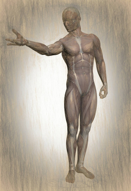  人体解剖学の3Dイラスト  - 写真・画像