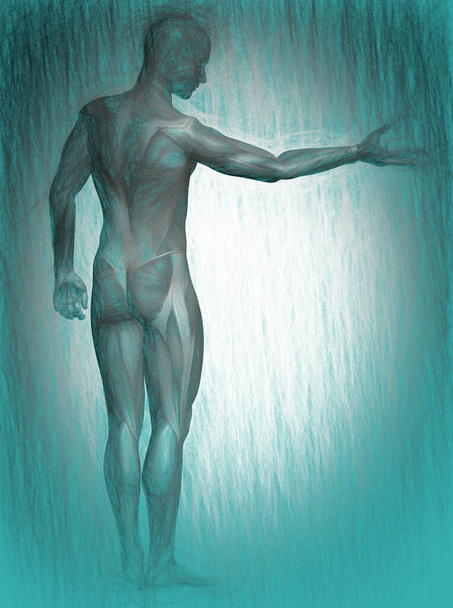  3d ілюстрація анатомії людського тіла
  - Фото, зображення