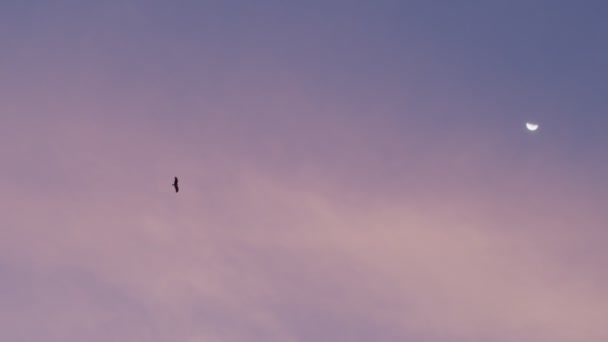 Low angle view of blue evening sky with bird flying up near moon slow motion. Silhouette of eagle hovering above at night background copy text space. Motion wallpaper nature romantic mood - Footage, Video