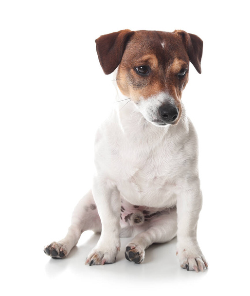 Cute Jack Russel Terrier on white background - Photo, Image