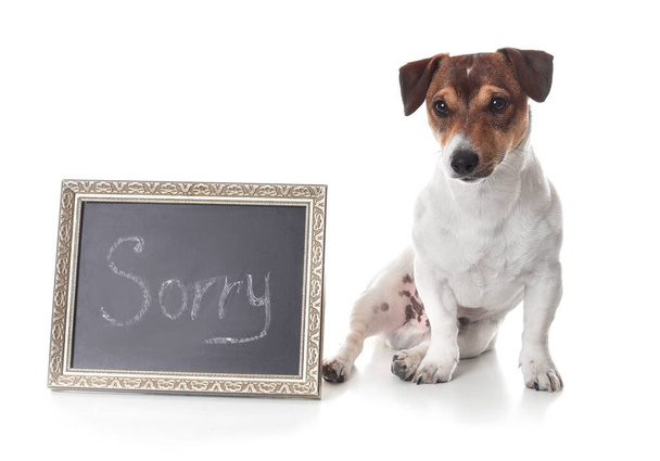 Χαριτωμένο σκυλί και chalkboard με τη λέξη SORRY σε λευκό φόντο - Φωτογραφία, εικόνα