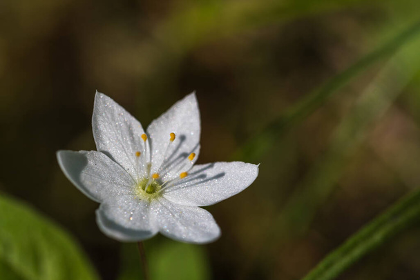 Krásná bílá Artic Starflower close up - Fotografie, Obrázek