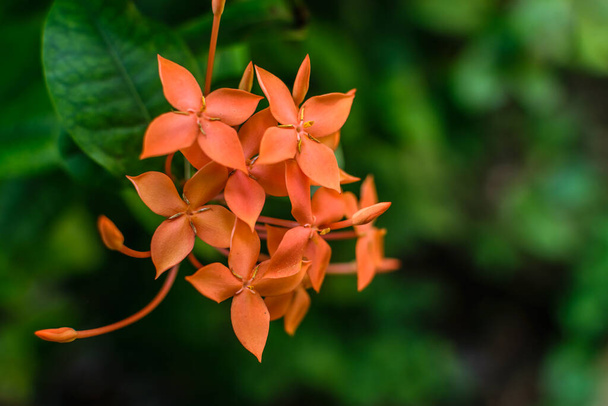 Viidakon geranium tunnetaan myös liekki metsän tai viidakon liekki kukkia painopiste on hämärtynyt tausta - Valokuva, kuva