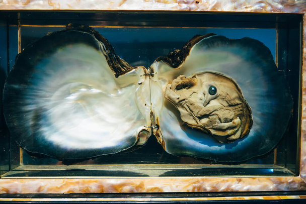 オープンマザー・オブ・パールのカキ殻で本物の青い真珠 - 写真・画像