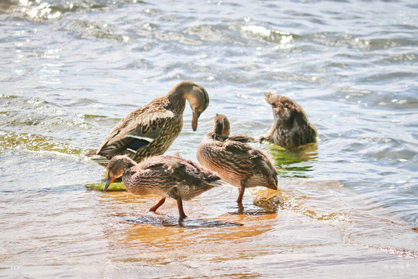Mother Mallard (Anas platyrhynchos) swims with her ducklings in the lake. Wild ducks in their natural environment. The object of sports hunting. - Photo, Image