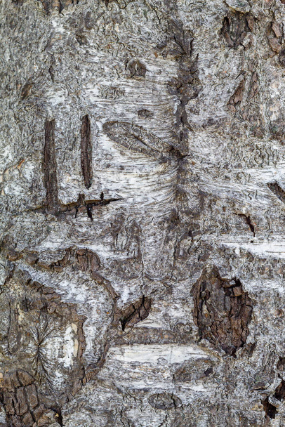 Tekstura kory drzewa Przydatne do tła i nakładek - Zdjęcie, obraz