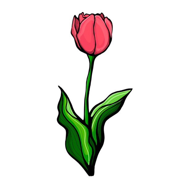 Szkic ilustracja z zieloną ręką narysowane łodygi tulipana.Tulipan na łodydze z liśćmi, izolowane na białym tle wektor ilustracji. Botaniczny, kwiatowy design pocztówek, tekstyliów, druku - Wektor, obraz