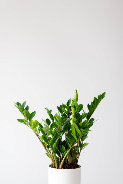 gros plan de plantes d'intérieur zamioculcas zamiifolia en pot sur fond blanc avec espace de copie - Photo, image