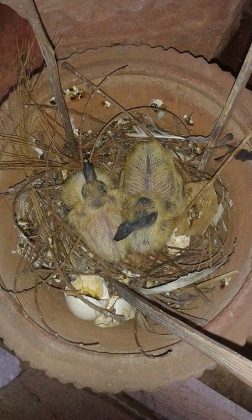 Un luminoso bello e sorprendente uova di piccione schiusa in un vaso di fiori immagine .Beautiful cercando uccelli. - Foto, immagini