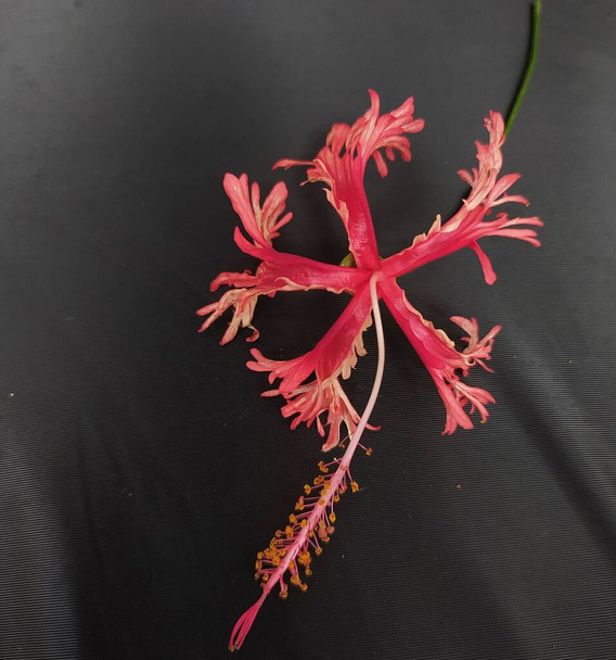 Ein heller und schöner Hibiskus mit roter und pinkfarbener Farbe. Es hat fünf Tentakel wie Blütenblätter, die aus gutem Grund als Spinnenhibiskus bezeichnet werden. - Foto, Bild