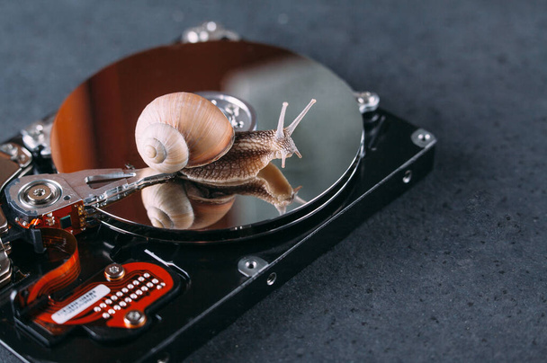 Snail on the hard drive. Slow memory. Old computer hardware. - Photo, Image