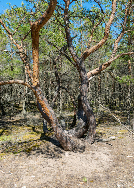 photo avec troncs de pin tordus sur le bord de la route sur sable jaune avec quelques petits cailloux, Réserve naturelle Harilaid, Estonie, Mer Baltique - Photo, image