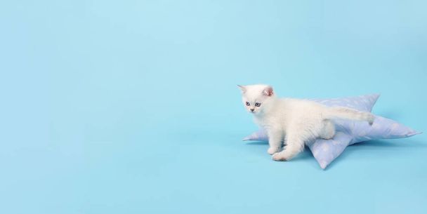 Funny white kitten sitting next to a pillow on a blue background with a copy space, studio photography - Photo, image