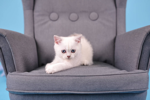 White Scottish breed kitten posing in a gray armchair on a blue background and looking at the camera, studio photography - Photo, Image