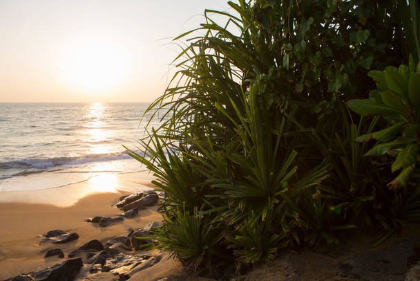 summer morning shot of long green sword shaped leaves of a yucca plant with the blue sea, white waves and yellow sand in the background. Pitiwella beach, Sri Lanka island - Φωτογραφία, εικόνα